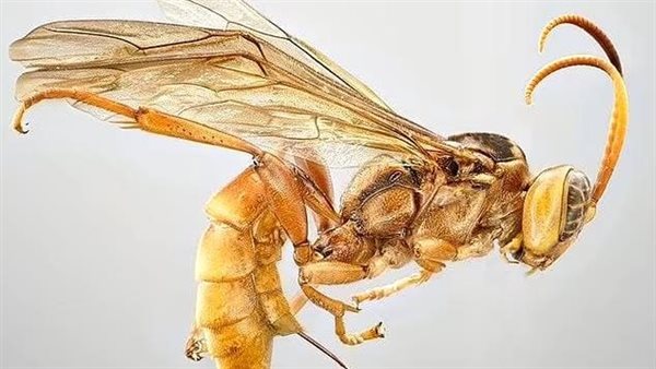 الدبور الطفيلي