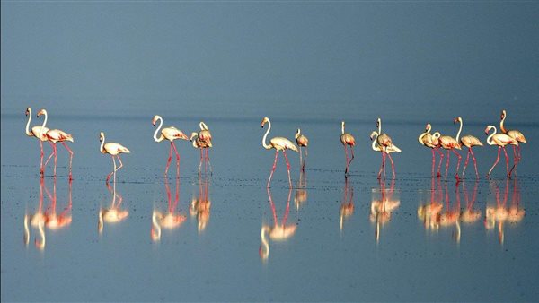 اليوم العالمي للطيور