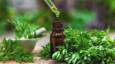 فوائد الشيح.. 5 حالات لا ينصح فيها بتناوله