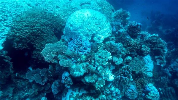 ابيضاض الشعاب المرجانية