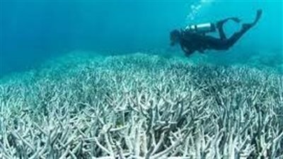 بسبب ارتفاع درجة حرارة المياه.. انتشار ظاهرة إبيضاض الشعاب المرجانية بشواطئ البحر الأحمر| بث مباشر 