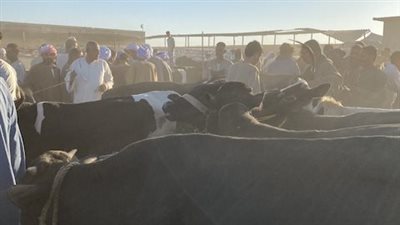 سوق البرين.. أكبر تجمع لتجار المواشي بالأقصر كل ثلاثاء 