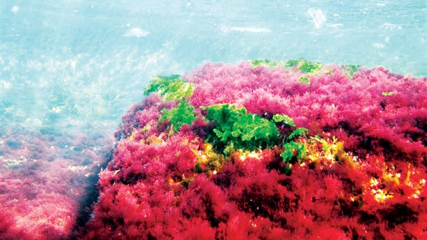 الطحالب الحمراء 