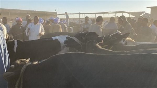 سوق المواشي بالأقصر