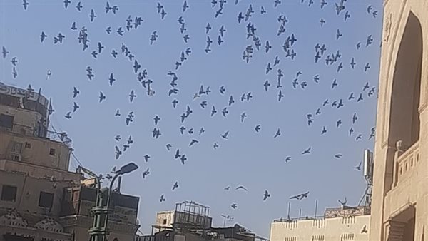 اسراب الحمام 