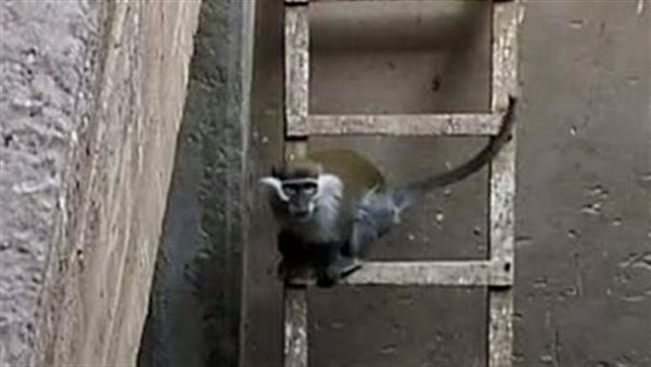 قرد بمعابد الكرنك