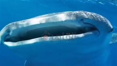 مهدد بالانقراض.. القرش الحوتي بهلول يعاود الظهور أمام سواحل الغردقة | بث مباشر