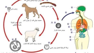 طبيبة بيطرية بالمنوفية تحذر من مرض الأكياس المائية: تنقله الكلاب