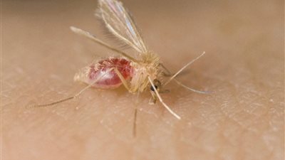 مراكز السيطرة على الأمراض الأمريكية تكشف توطن مرض الليشمانيا في إحدى ولاياتها