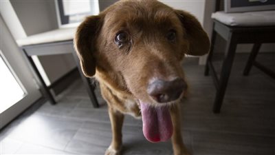 وفاة بوبي أكبر كلب معمر في العالم وصاحب الرقم القياسي في موسوعة جينيس