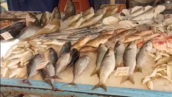 أسعار الأسماك