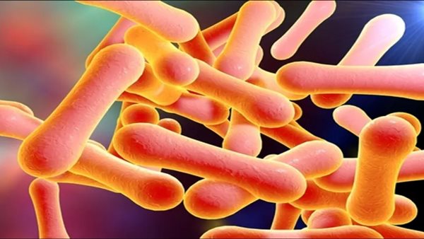 بكتيريا الدفتيريا