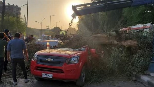 سقوط شجرة على سيارتين