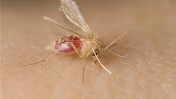 مرض الليشمانيا