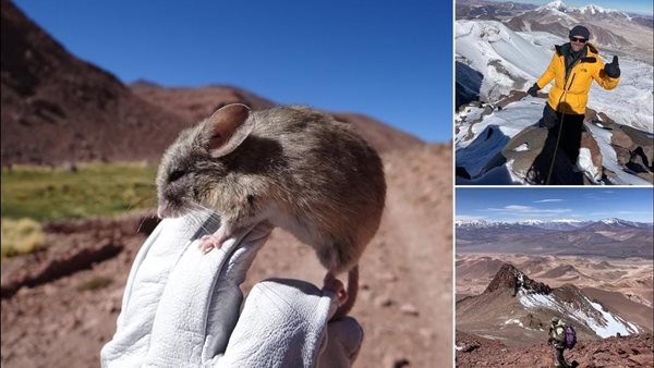 جبال الأنديز