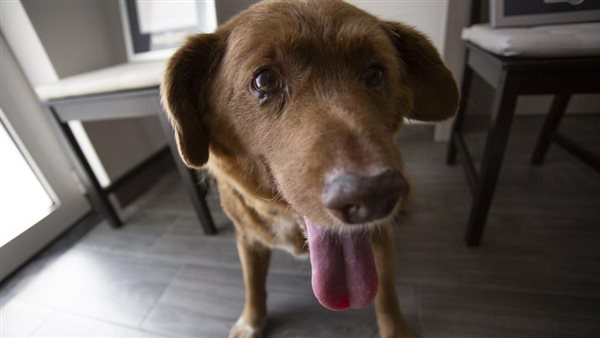 بوبي أكبر كلب معمر