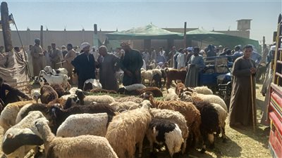 الخروف يبدأ من 5 آلاف جنيه.. تعرف على أسعار المواشي بأسوان