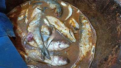 محافظ كفر الشيخ: ضبط 150 كيلو أسماك مملحة غير صالحة للاستهلاك الآدمي 