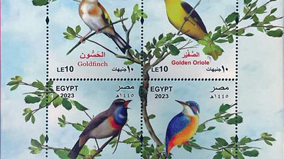 الهيئة القومية للبريد تصدر بطاقة تذكارية ترصد فيها ظاهرة الطيور المهاجرة