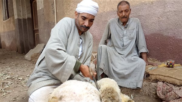 أقدم صانع لجز صوف