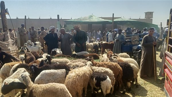 سوق المواشي بأسوان