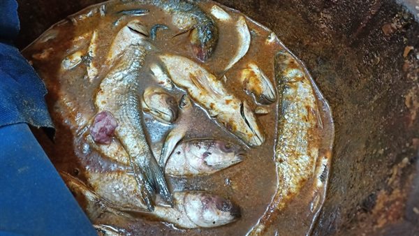 ضبط أسماك مملحة غير