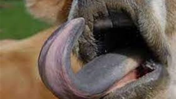 اللسان الأزرق - أرشيفية