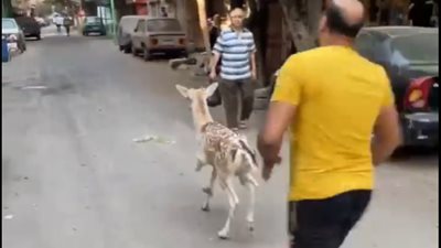 على غرار مشهد الأسد فك.. هروب غزالة من أحد أصحاب محال بيع لحوم الغزال والنعام بعين شمس | بث مباشر 