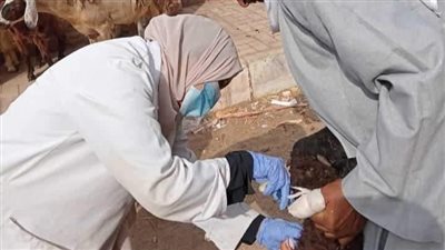تحصين 61 ألف رأس ماشية ضد طاعون المجترات الصغيرة بالمنيا