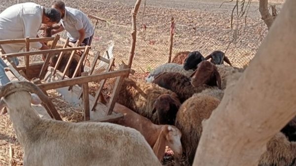 تحصين الأغنام 