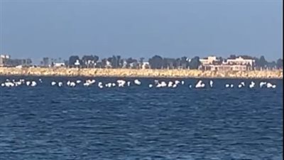 لونها الوردي يخطف الأنظار.. ظهور أسراب طائر الفلامنجو بمحمية بور فؤاد| بث مباشر