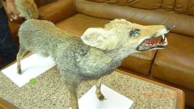 محمية أشتوم الجميل تُهدي ثعلبًا محنطًا لكلية العلوم ببورسعيد| تفاصيل