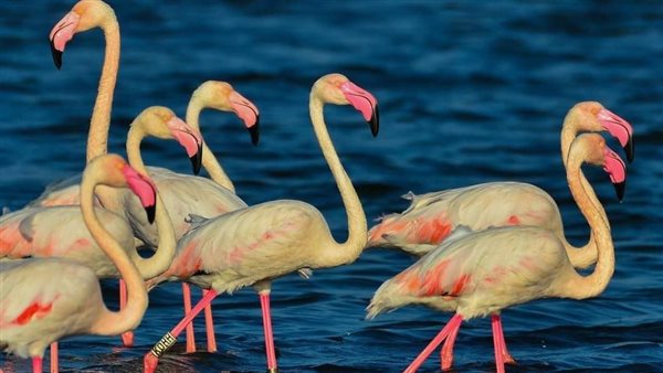 طائر الفلامينجو 