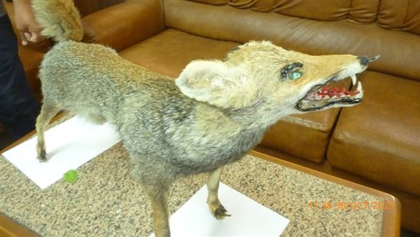 الثعلب المحنط 