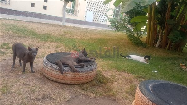 جانب من القطط المتواجدة