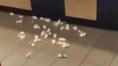 بعد واقعة أمس.. بريطانيون مؤيدون لفلسطين يلقون عشرات الفئران بمطعم لـ ماكدونالدز │فيديو