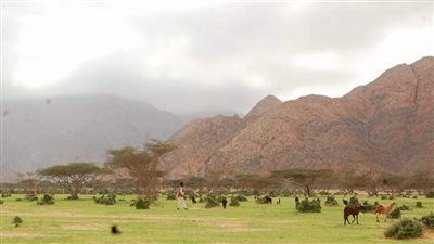 وديان حلايب وشلاتين تكتسى باللون الأخضر بعد موجة الأمطار الغزيرة| صور