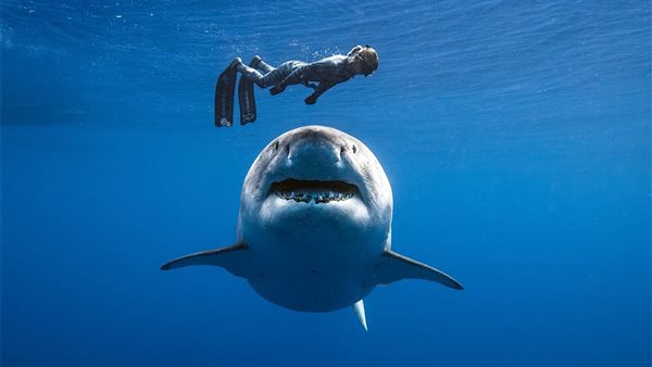 هجوم سمكة قرش على