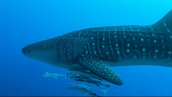 القرش الحوتي يعاود