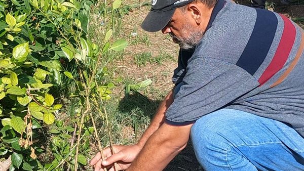 زراعة الأشجار فى