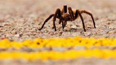 كانت تعبر الطريق.. عنكبوت تتسبب في حادث مروري بكاليفورنيا