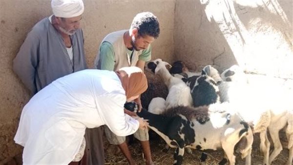 تحصين الماشية 