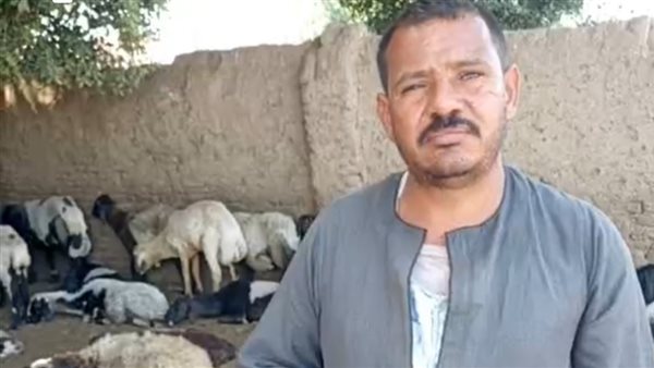 عم رجب راعي أغنام