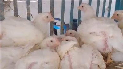 الطماطم بـ13 جنيها والبانيه 155.. استقرار أسعار الخضروات والدواجن اليوم بالأسواق| بث مباشر