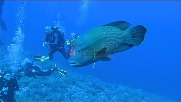 ظهور جديد للسمكة