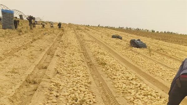 زراعة البطاطس في