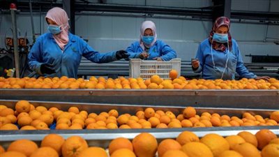  الوزراء: 920 مليون دولار قيمة صادرات مصر من الحمضيات بالموسم الزراعي 2022/2023