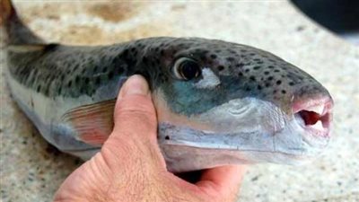 محافظة السويس تحذر من تناول 5 أنواع من الأسماك السامة