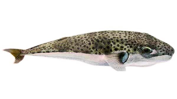 سمكة القراض