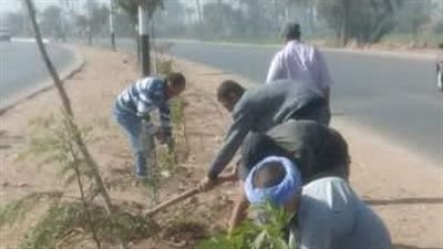 ضمن مبادرة 100 مليون شجرة.. زراعة 157 شجرة مثمرة بمركز مطاي في المنيا